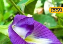 benefits of aparajita plant how to care and its importance in vastu sa