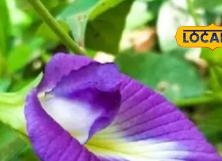 benefits of aparajita plant how to care and its importance in vastu sa