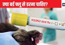 क्या बर्ड फ्लू का खतरा इंसानों पर मंडराने लगा है? कितनी चिंता की है बात, डब्ल्यूएचओ ने बताया…