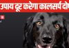 कुंडली में परेशान कर रहा कालसर्प दोष? हर दिन काले कुत्ते को खिलाएं रोटी! दोष सहित 4 फायदे कर देंगे हैरान!