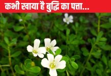 गजब है इस पत्ते का करामात, पोषक तत्वों का पावरहाउस, साग की तरह बनाकर खा लिया तो मिलेंगे अनोखे फायदे