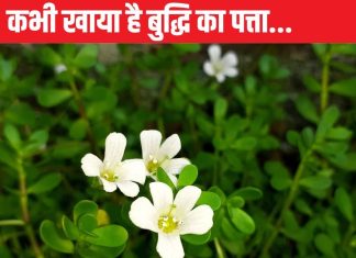 गजब है इस पत्ते का करामात, पोषक तत्वों का पावरहाउस, साग की तरह बनाकर खा लिया तो मिलेंगे अनोखे फायदे