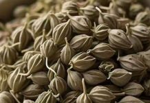 health benefits of ajwain for digestion and skin care acidity treatment sa