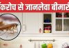 रसोई है इनकी पसंदीदा जगह, अस्थमा, डायरिया और टाइफाइड की बनते वजह, कॉकरोच से छुटकारा कैसे पाएं?