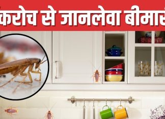 रसोई है इनकी पसंदीदा जगह, अस्थमा, डायरिया और टाइफाइड की बनते वजह, कॉकरोच से छुटकारा कैसे पाएं?