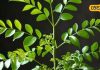 curry leaves benefits eyes digestion and liver protection tips sa – Bharat.one हिंदी