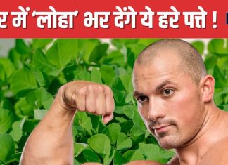 सिर्फ 3 महीने ही मिलते हैं ये हरे पत्ते, इनमें छिपी आयरन की पूरी फैक्ट्री ! यौन शक्ति बढ़ाने में भी असरदार