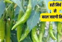 किचन में रखी इस चीज से बदल जाएगी किस्मत! घर का वास्तु, नजर दोष और नौकरी की समस्या भी होगी दूर, करें ये उपाय