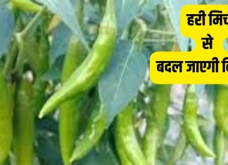 किचन में रखी इस चीज से बदल जाएगी किस्मत! घर का वास्तु, नजर दोष और नौकरी की समस्या भी होगी दूर, करें ये उपाय