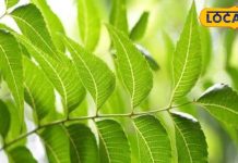 नकारात्मक शक्तियों से मुक्ति दिला सकता है ये पेड़, हिलते दातों को कर देगा जाम