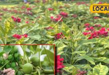 कैंसर-मिर्गी जैसी बीमारियों का काल है ये पौधा, खांसी-जुकाम, बुखार का अचूक इलाज