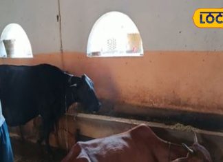 how to animal husbandry Dairy given excess water drinking water pashupalan kaise kare – Bharat.one हिंदी