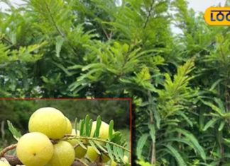 खाली पेट खा लें ये खट्टा फल, बाल, दांत, बवासीर समेत कई बीमारियों का है काल, चूर्ण या जूस बनाकर भी कर सकते हैं सेवन