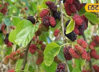 दवाईयों से कई गुना ताकतवर माना जाता है ये पेड़, फल, फूल से लेकर जड़ तना में होते हैं औषधीय गुण