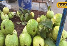 कमाल का है ताइवानी अमरूद, विटामिन्स से होता है भरपूर, खाने से चेहरे की….