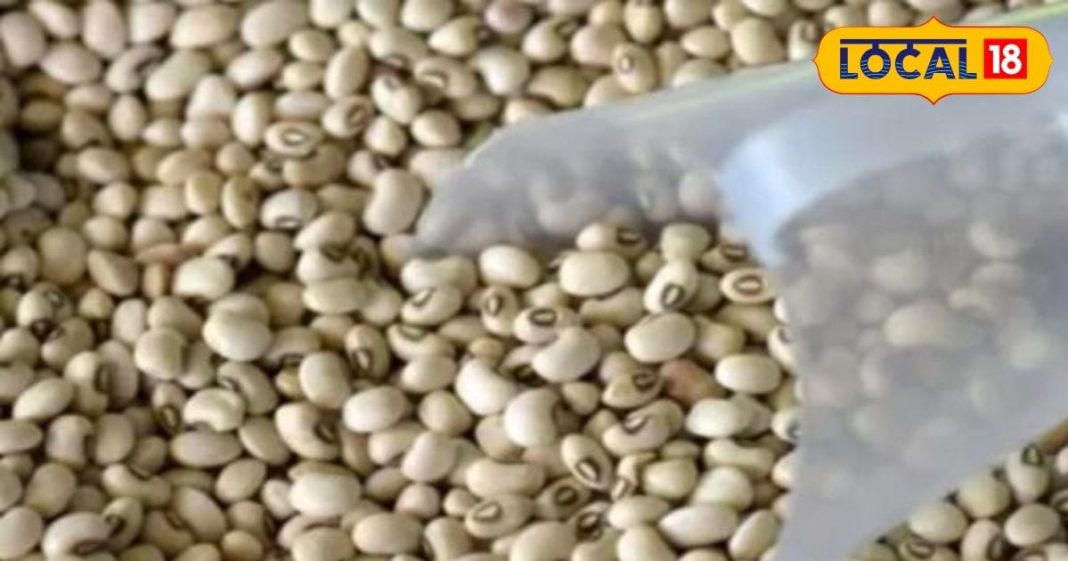 नॉनवेज से ज्यादा ताकतवर है ये दाल, इन बीमारियों की है काल, दुधारू पशुओं के लिए