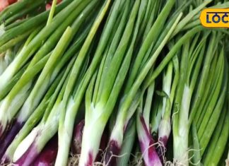 आंखों की समस्या हो या हड्डियों की मजबूती, हरी प्याज खाने से मिलेंगे फायदे