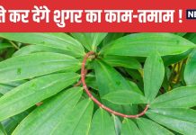 डायबिटीज का सबसे बड़ा दुश्मन है यह पौधा ! हाई ब्लड शुगर पर लगा देगा लगाम, नाम सुनकर चौंक जाएंगे