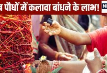 हाथ ही नहीं…इन 5 पवित्र पौधों में भी बांधें कलावा, घर में मां लक्ष्मी का होगा वास! बनने लगेंगे बिगड़े काम