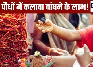 हाथ ही नहीं…इन 5 पवित्र पौधों में भी बांधें कलावा, घर में मां लक्ष्मी का होगा वास! बनने लगेंगे बिगड़े काम