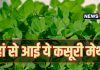 कसूरी मेथी के नाम में क्या है ‘कसूरी’ का मतलब? आलू की सब्जी में जरूर डालना इसे, हैरान कर देंगे इसके फायदे
