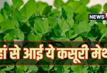 कसूरी मेथी के नाम में क्या है ‘कसूरी’ का मतलब? आलू की सब्जी में जरूर डालना इसे, हैरान कर देंगे इसके फायदे
