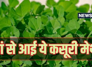 कसूरी मेथी के नाम में क्या है ‘कसूरी’ का मतलब? आलू की सब्जी में जरूर डालना इसे, हैरान कर देंगे इसके फायदे