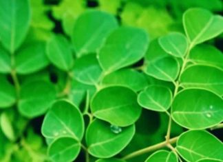 health benefits of chewing fresh herbs ayurvedic plants anti oxidants sa – Bharat.one हिंदी