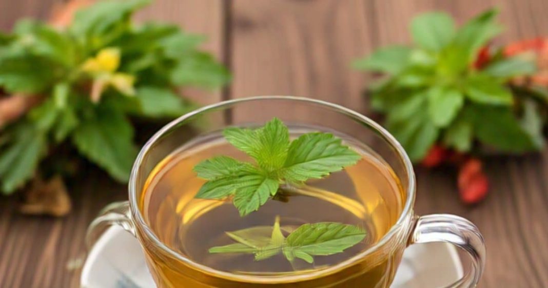 lemon balm benefits for natural weight loss and simple recipe sa