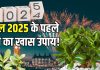 नए साल के पहले दिन घर लाएं यह लकी ट्री, चुंबक की तरह खिंचा आएगा पैसा, हमेशा के लिए दूर हो जाएगी आर्थिक तंगी!
