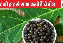 जिस बीज को कचरा समझ कर देते हैं फेंक उसमें है सबसे पावरफुल बॉडी डिटॉक्स, पेट की महीनों की गंदगी का होगा सफाया! लिवर में भी आ जाएगी जान