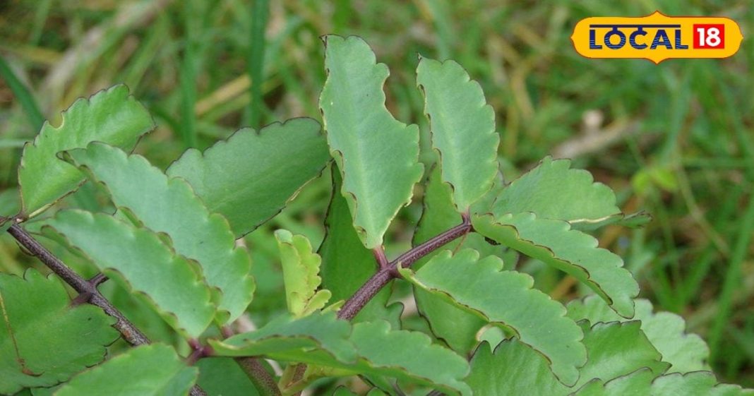 घाव और पथरी के इलाज में रामबाण का काम करता है ये पौधा, जानें इस्तेमाल का तरीका – Bharat.one हिंदी