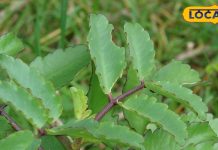 घाव और पथरी के इलाज में रामबाण का काम करता है ये पौधा, जानें इस्तेमाल का तरीका – Bharat.one हिंदी