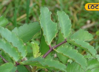 घाव और पथरी के इलाज में रामबाण का काम करता है ये पौधा, जानें इस्तेमाल का तरीका – Bharat.one हिंदी