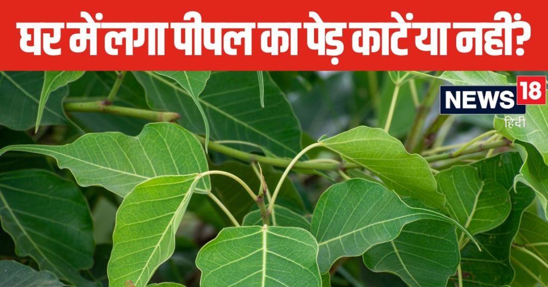 घर में बिना उगाय ही उग गया है पीपल का पेड़? काटने से पहले पंडित जी जान लें नियम, आप भी जानिए किस तरह काटें