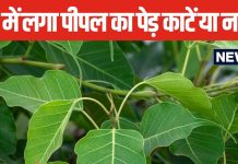 घर में बिना उगाय ही उग गया है पीपल का पेड़? काटने से पहले पंडित जी जान लें नियम, आप भी जानिए किस तरह काटें