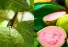 गुलाबी या सफेद अमरूद? जानिए किसमें है वो खजाना जो आपके शरीर को देगा सुपरपावर!