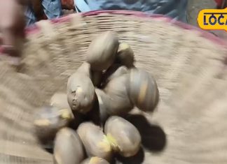 भट्ठियों पर तपकर बना ‘सोना’, 25 रुपये किलो का आलू ₹120 में बिक रहा, हर दिन लाखों का कारोबार