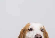 puppy health best homemade food options for pet owners sa