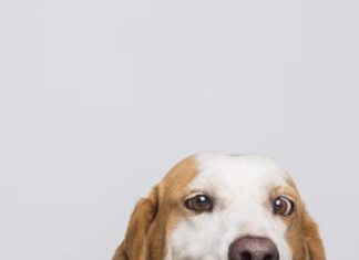 puppy health best homemade food options for pet owners sa