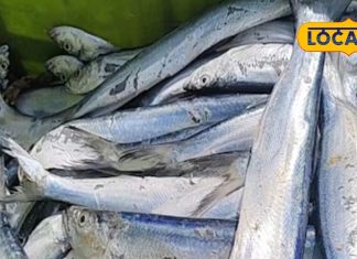 benefits ribbon fish omega 3 tropical seafood protein vitamins sa