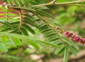 shami plant benefits vastu gifting importance beliefs sa – Bharat.one हिंदी