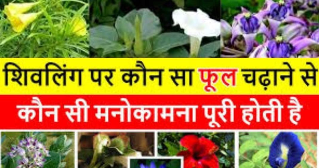 Mahadev puja with Flower: हर समस्या के लिए अलग फूल, जानिये भोलेनाथ पर कौन सा फूल चढ़ाने से क्या फल मिलता है !