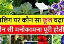Mahadev puja with Flower: हर समस्या के लिए अलग फूल, जानिये भोलेनाथ पर कौन सा फूल चढ़ाने से क्या फल मिलता है !