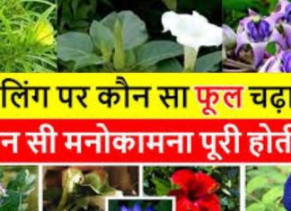 Mahadev puja with Flower: हर समस्या के लिए अलग फूल, जानिये भोलेनाथ पर कौन सा फूल चढ़ाने से क्या फल मिलता है !