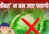 पत्तागोभी के कीड़े निकल भी जाएंगे, तब भी इन लोगों की सेहत के लिए ‘मुसीबत’ बन सकती है ये सब्जी, ये हैं खतरे