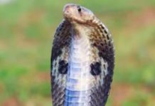 snake bite dream interpretation meaning and life changes symbolism sa