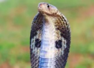 snake bite dream interpretation meaning and life changes symbolism sa