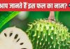 धतूरे जैसा दिखने वाला यह फल बेहद चमत्कारी ! 99% लोग नहीं जानते होंगे नाम, इन इलाकों में खूब खाते हैं लोग