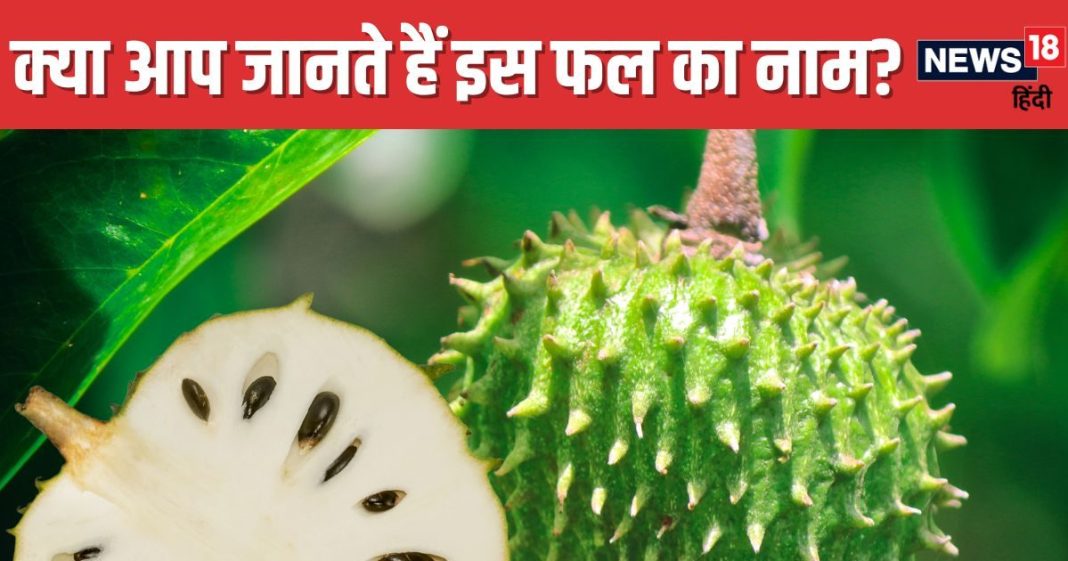 धतूरे जैसा दिखने वाला यह फल बेहद चमत्कारी ! 99% लोग नहीं जानते होंगे नाम, इन इलाकों में खूब खाते हैं लोग